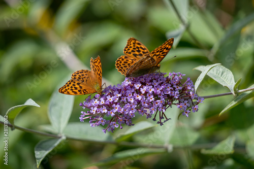 Canvas Print Silver-washed Fritillary (Argynnis paphia) feeding on a Buddleia