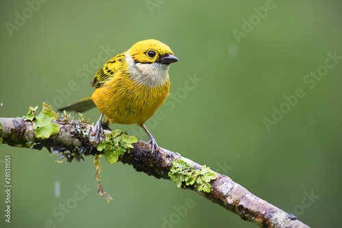 Silver-throated tanager sitting on branch