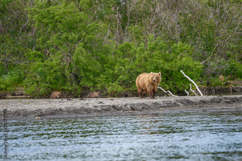 Ruling the landscape, brown bears of Kamchatka (Ursus arctos beringianus)