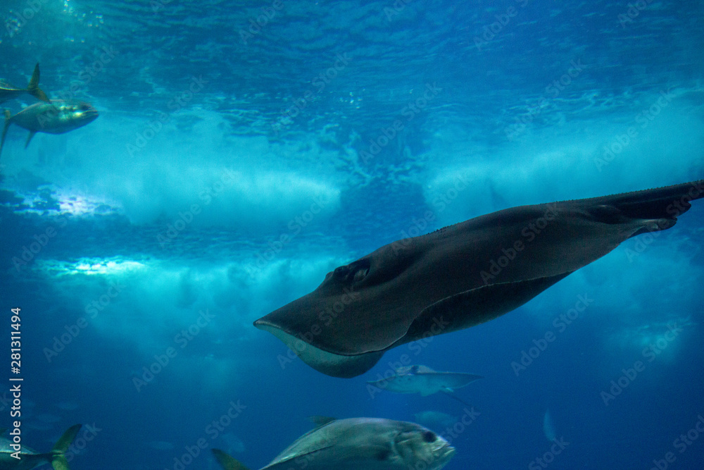 Obraz premium Rochen