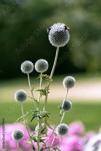 blooming globe thistle  echinops  with bees