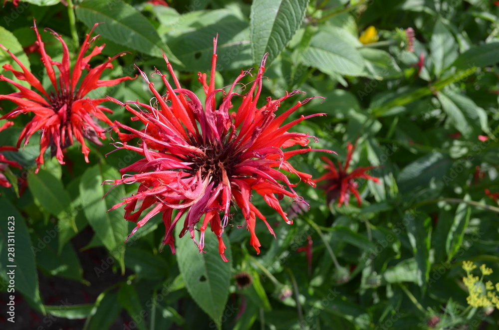 Summer in Nova Scotia: Bee Balm (wild bergamot) Flowers Summer in Nova Scotia: Bee Balm (wild bergamot) Flowers