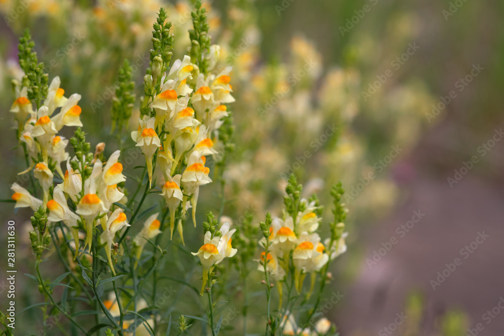 Obraz premium Yellow beautiful flowers in the meadow. flowers of toadflax, Linaria vulgaris
