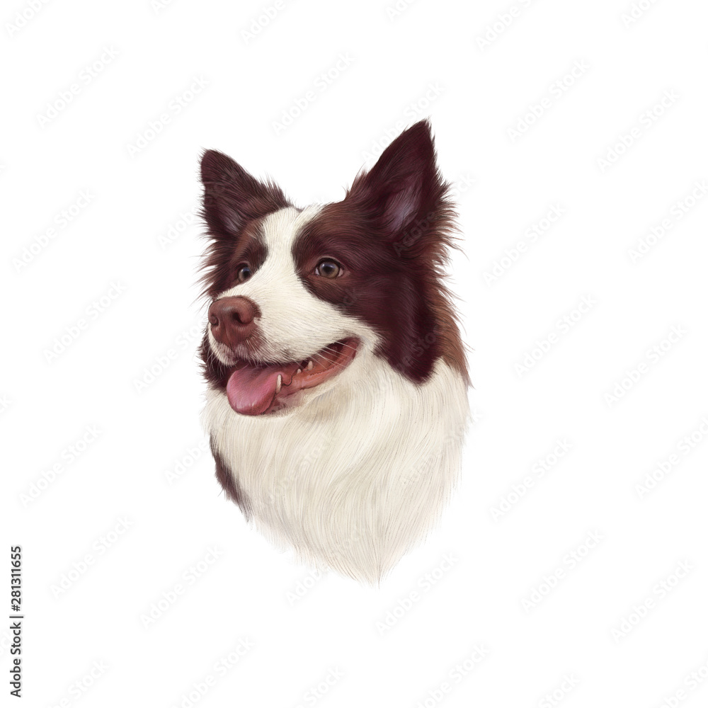 Realistic Portrait of Chocolate Border Collie Dog. Head of a cute puppy isolated on white background. Animal art collection: Dogs. Hand Painted Illustration of Pet. Design template. Good for t shirt