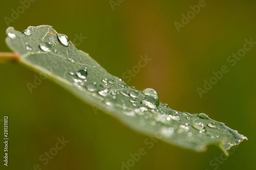  beautiful drops of transparent rain water on a green leaf. Closeup. Beautiful leaf texture in nature. Natural background