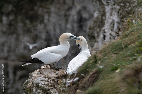 Pair of Gannets in Courtship on Bempton Cliffs