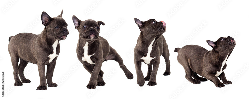 set french french bulldog puppy on white background