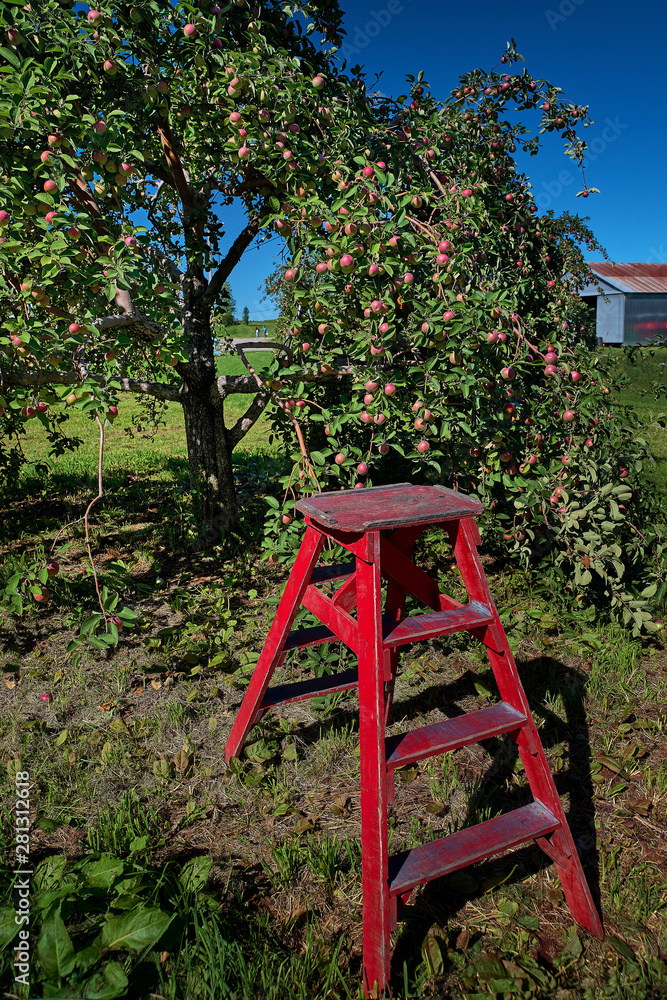 Apple tree with fruits on the branches and a ladder to harvest. Gardening and harvesting. Apple harvest concept Apple tree with fruits on the branches and a ladder to harvest. Gardening and harvesting. Apple harvest concept