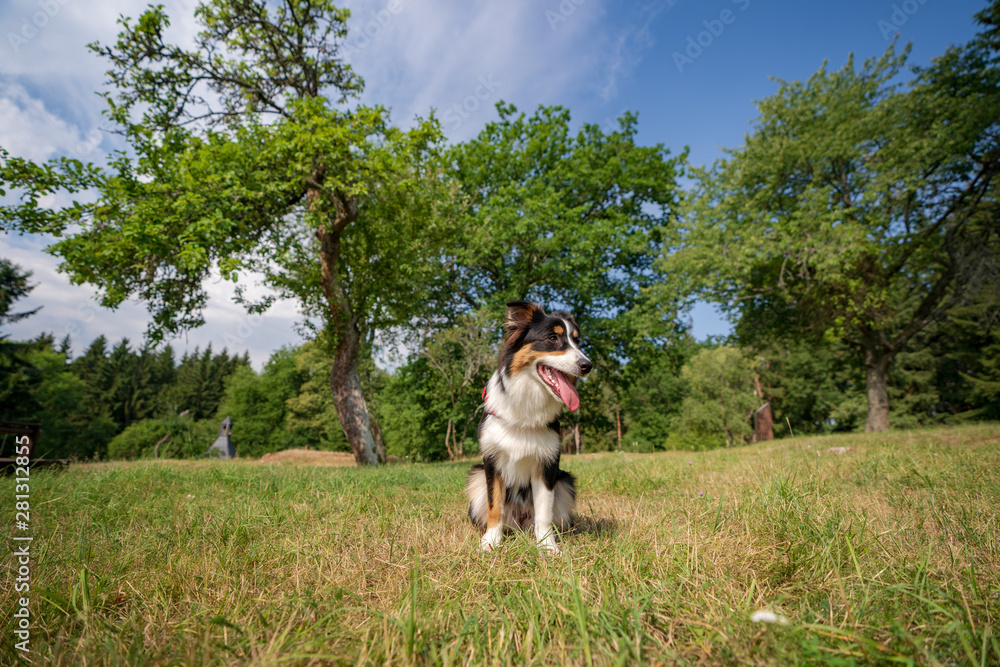 Obraz premium Australian Shepherd