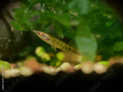 Obraz na plátně Indostomus crocodilus - Burma-Stichling