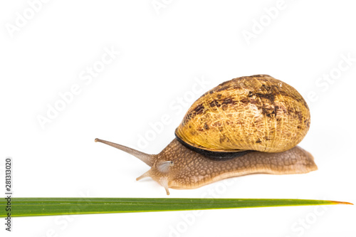 Big brown snail alive with pills on green natural leaf on white background