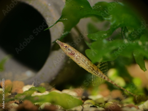 Fotografie Indostomus crocodilus - Burma-Stichling