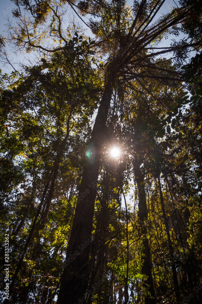 Obraz premium Parque Petronilla Markowicz