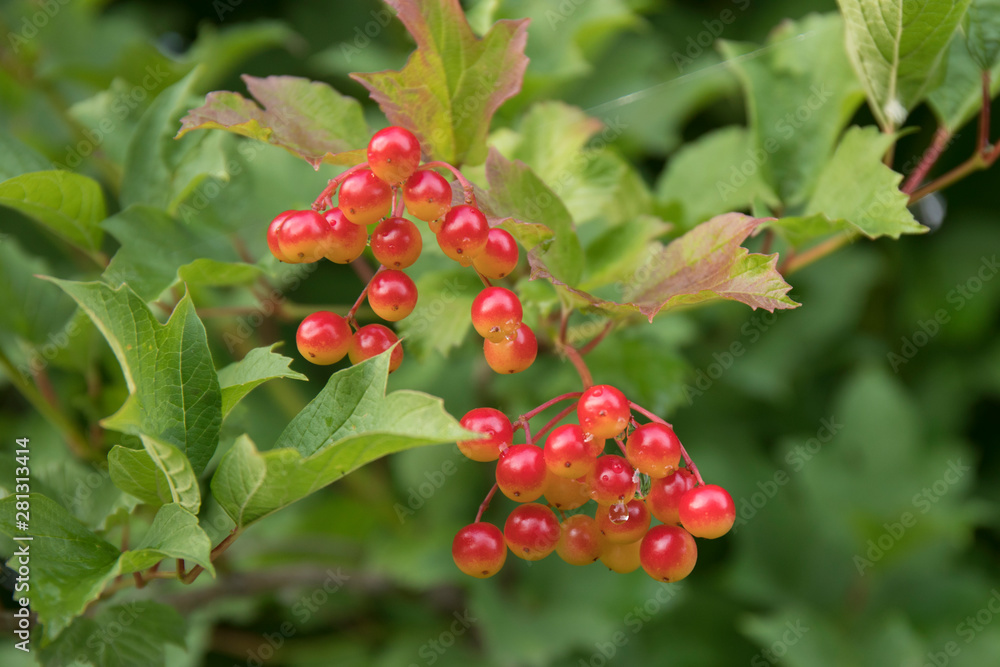 Bunch of red viburnum berries on a branch. Soft selective focus, round bokeh Bunch of red viburnum berries on a branch. Soft selective focus, round bokeh