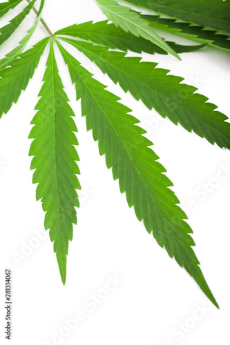 Green Cannabis leafs on white background
