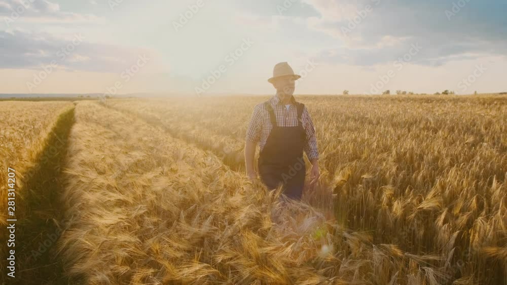 Caucasian old good looking man farmer in a hat walking the path row among the golden wheat in the field on a sunny hot day. Caucasian old good looking man farmer in a hat walking the path row among the golden wheat in the field on a sunny hot day.