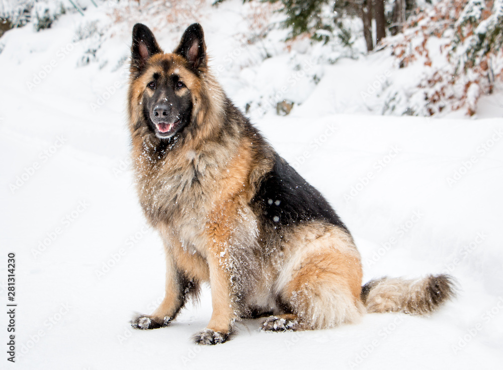 ong-haired german shepherd in the snow