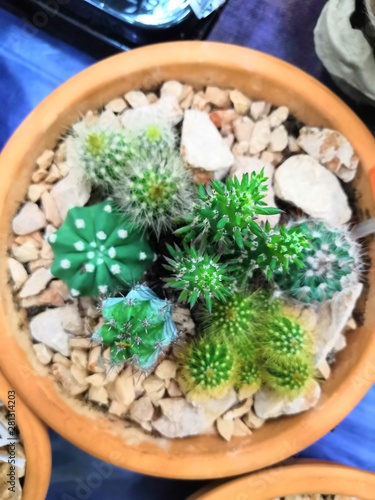 Wallpaper Mural Set of pot plant Echeveria and other succulents in different types Torontodigital.ca