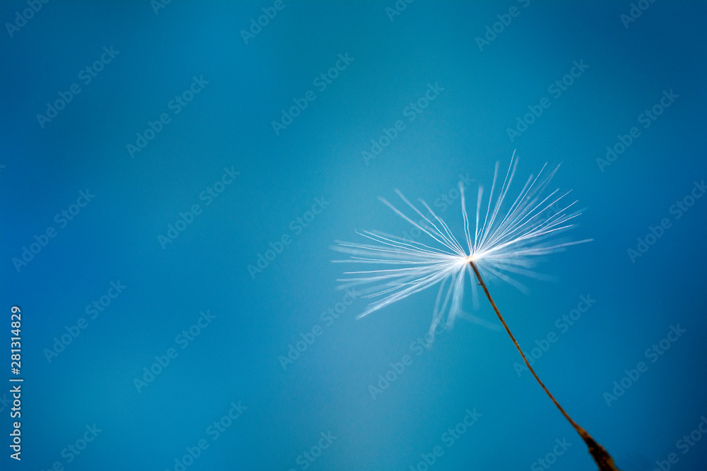 A single dandelion seed on a blue background. Closeup. Copy space for text.