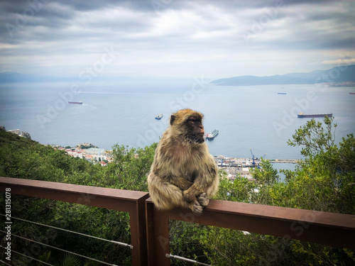gibraltar monkeys close up view
