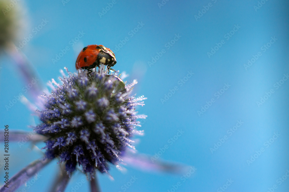Obraz premium Lady bag on blooming blue thistle. Macro. Copy space for text