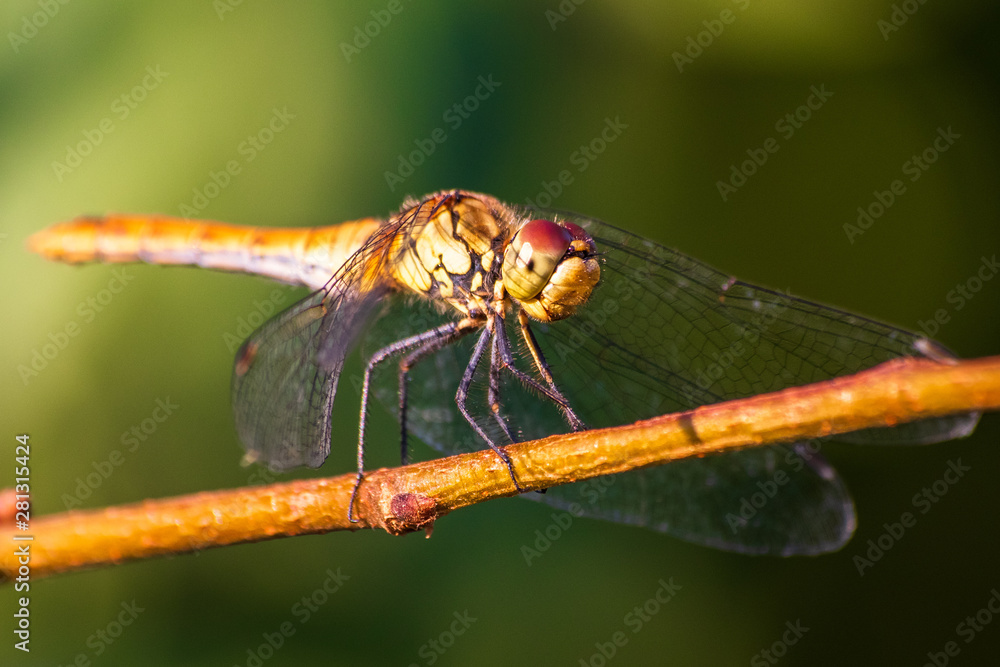 Macro shot of dragonfly who standing on a branch Macro shot of dragonfly who standing on a branch