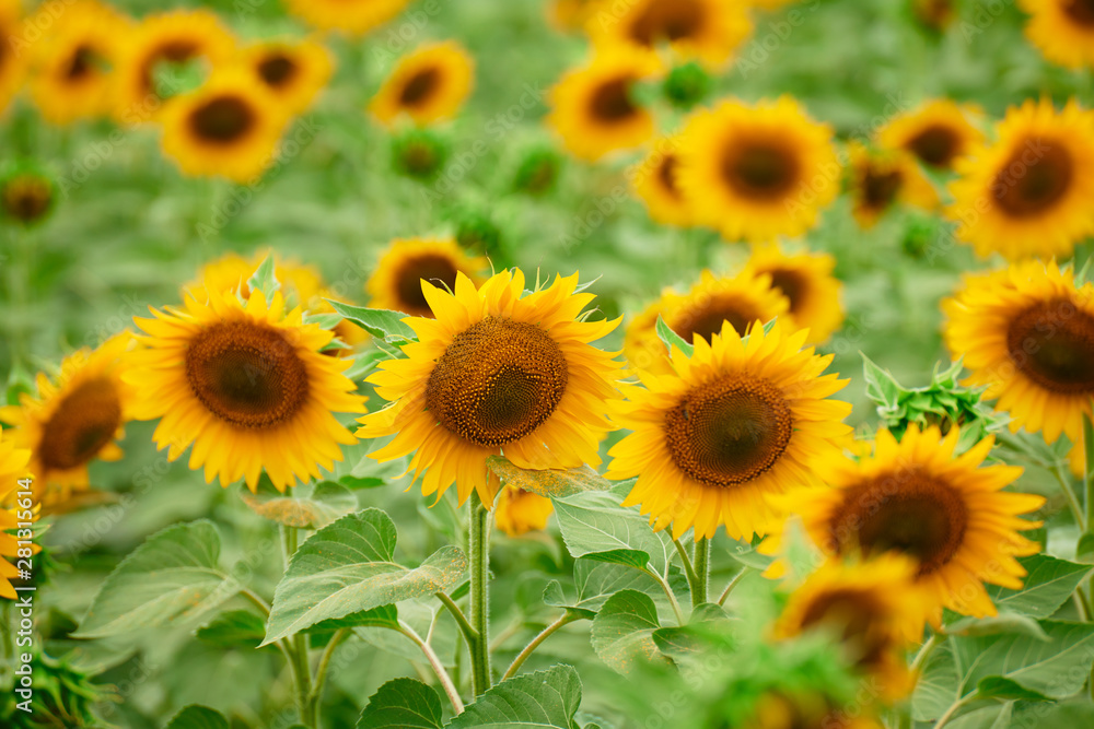 Sunflower field - bright yellow flowers, beautiful summer landscape Sunflower field - bright yellow flowers, beautiful summer landscape