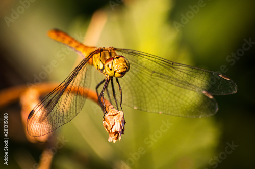 Macro shot of dragonfly who standing on a branch