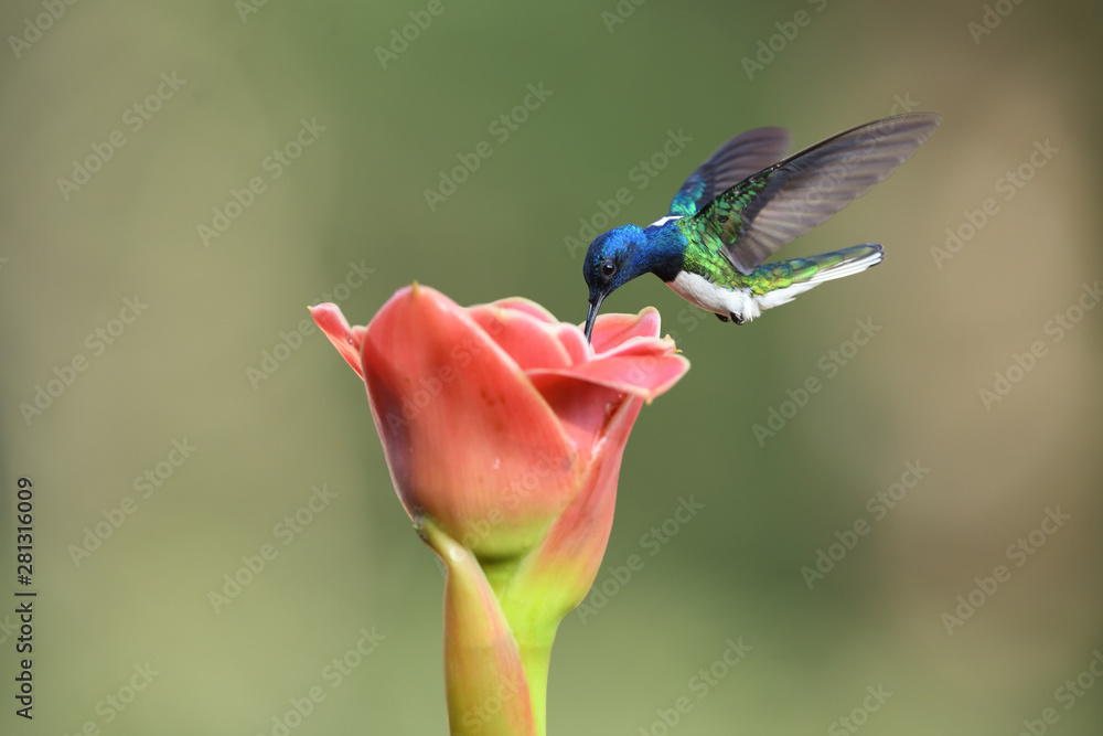White-necked jacobin flying drinking nectar from pink flower - obrazy, fototapety, plakaty 