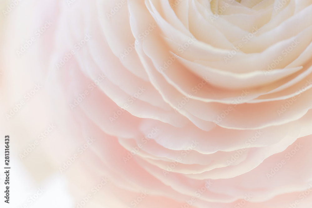 Beautiful soft tender background of cream ranunculus flower petals close up - obrazy, fototapety, plakaty 