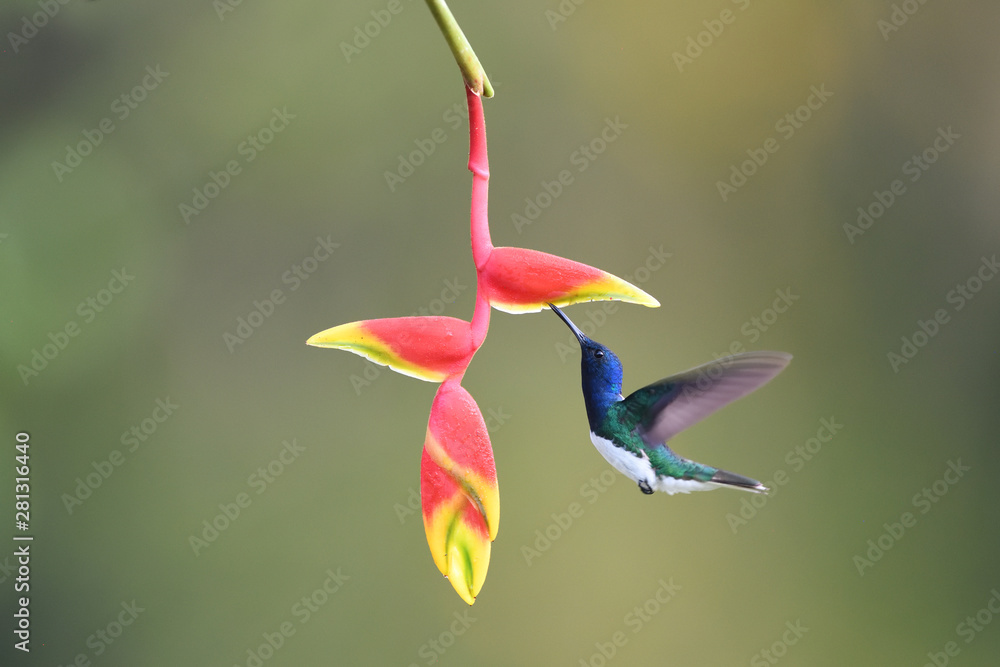 White-necked jacobin flying drinking nectar from yellow red flower White-necked jacobin flying drinking nectar from yellow red flower