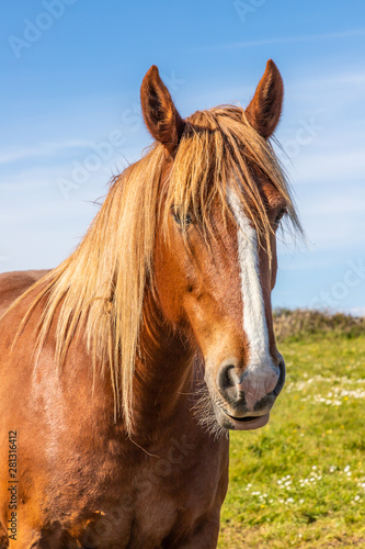 Portrait of a brown horse © lisandrotrarbach