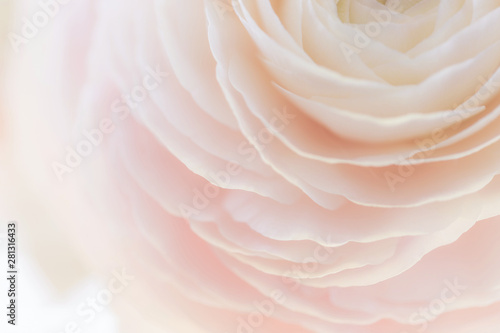 Beautiful soft tender background of cream ranunculus flower petals close up