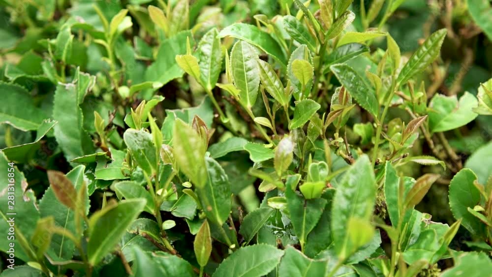 Tea Bushes Grow on the Mountainside. Organic Product. Cultivation and Harvest of Tea Tea Bushes Grow on the Mountainside. Organic Product. Cultivation and Harvest of Tea
