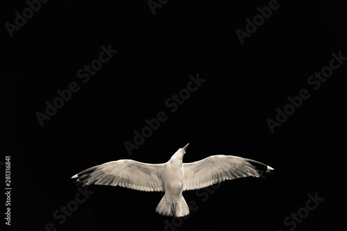 White seagull with a serious view in flight against a black background