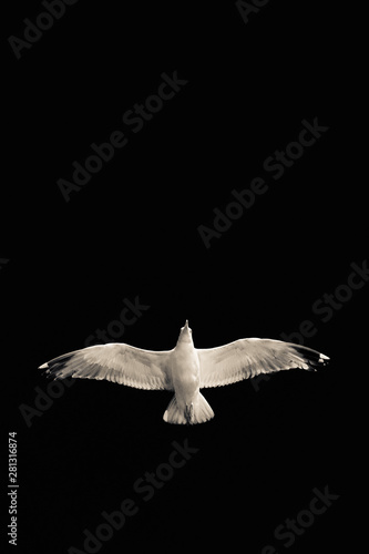 White seagull with a serious view in flight against a black background