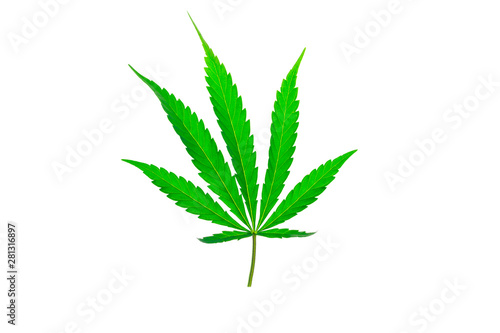 cannabis leaf on white background, isolate