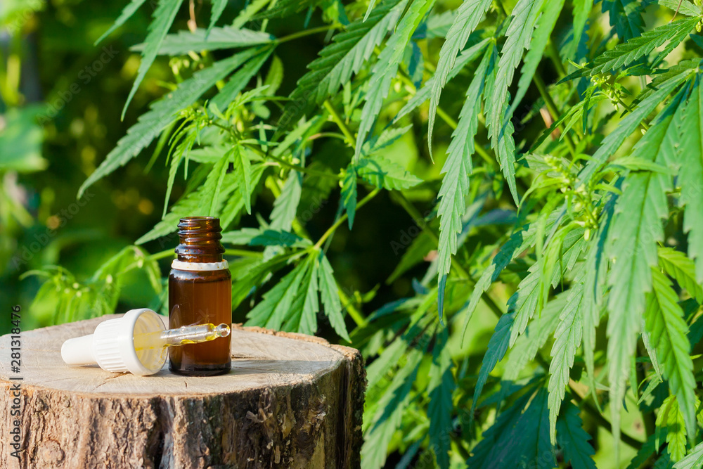 Hemp CBD oil pipette, marijuana oil bottle, cannabis extracts in jars, medical marijuana, alternative medicine Hemp CBD oil pipette, marijuana oil bottle, cannabis extracts in jars, medical marijuana, alternative medicine