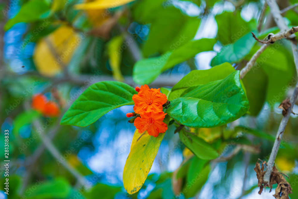 Blooming orange flowers on green tree leaves Blooming orange flowers on green tree leaves