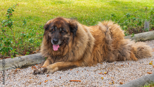 Serra Estrela dog photo