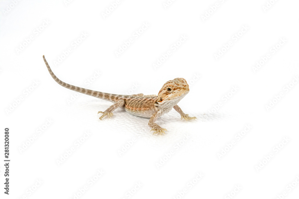 Naklejka premium baby bearded dragon on a white background
