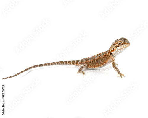 baby bearded dragon on a white background