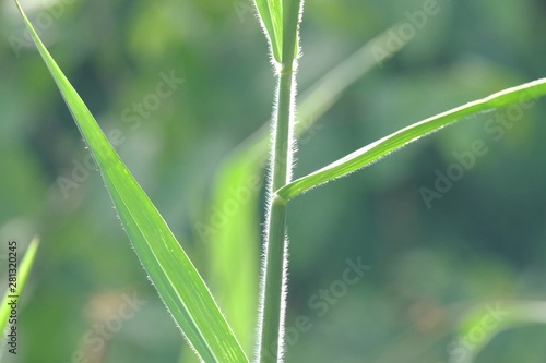 Wild grass leaves growing in a garden with sun light and green nature background 
