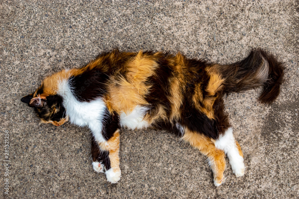 spotted cat lying on the pavement spotted cat lying on the pavement
