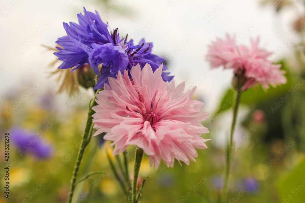 Fototapeta premium a blue and a pink cornflower in a field margin closeup in summer