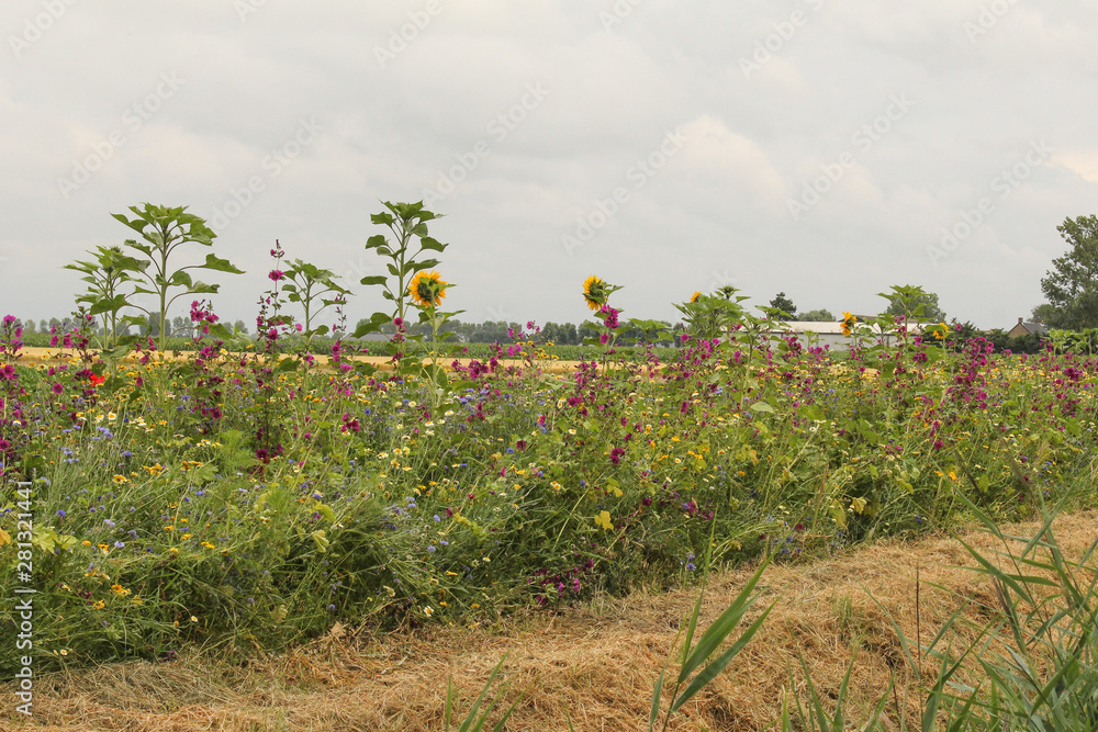 a flowery field margin with mallow flowers and sunflowers in the dutch countryside in summer