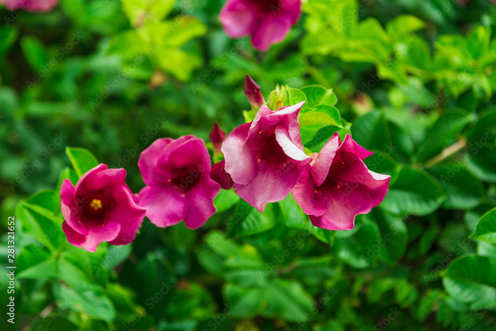 Beautiful pink flowers in tropical garden