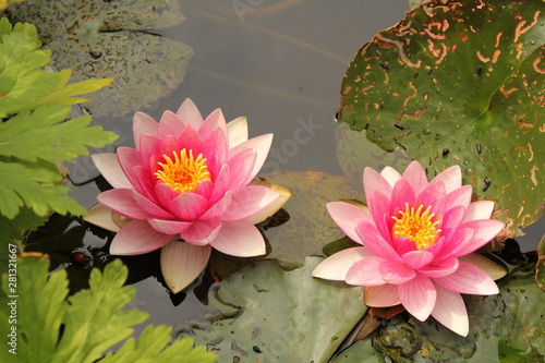 Photos top view at two pink waterlilies with green leaves closeup that are floating in