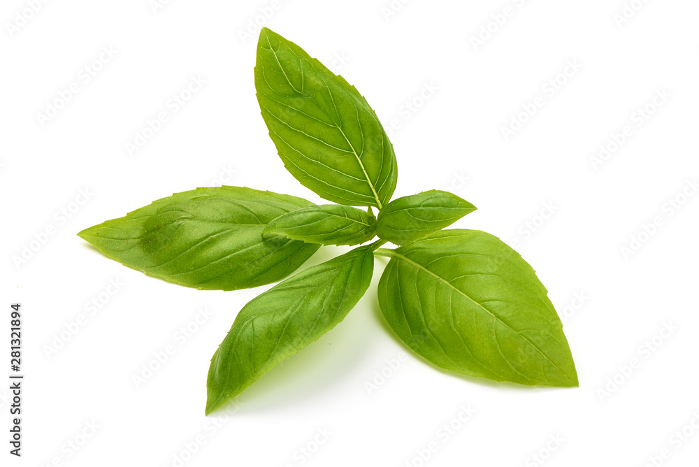Fresh basil leaves, close-up, isolated on white background Fresh basil leaves, close-up, isolated on white background