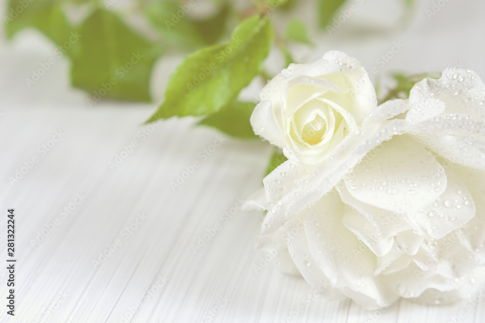 Holiday background. White roses with drops of dew on a light textured background Holiday background. White roses with drops of dew on a light textured background